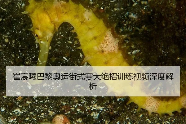 cui-chen-xi-ba-li-ao-yun-jie-shi-sai-da-jue-zhao-xun-lian-shi-pin-shen-du-jie-xi-2-591.jpg